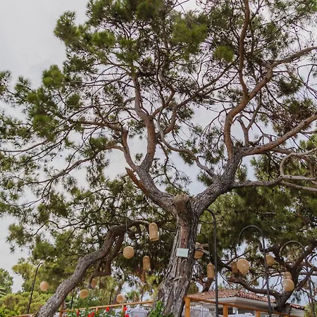 Hotel Fun & Sun Club Saphire 5*